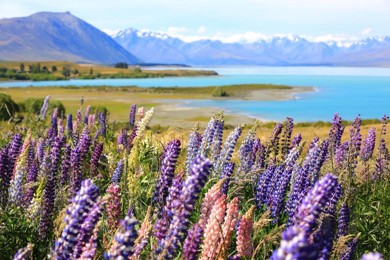 Galaxy Boutique Hotel Lago Tékapo Exterior foto Lupine flowers at Lake Tekapo